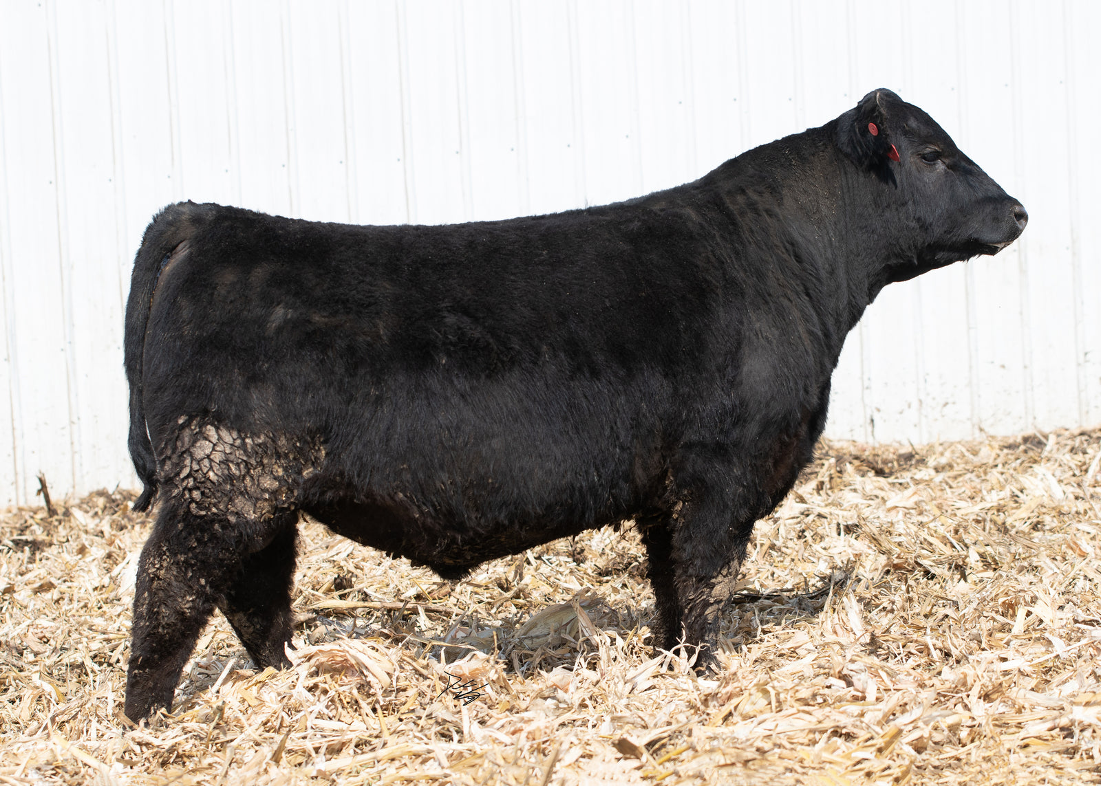 All the Bull