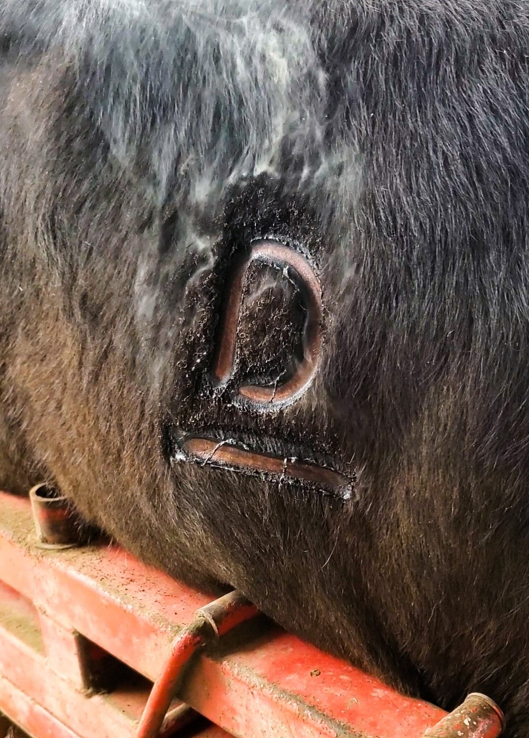 Freeze Branding Cattle