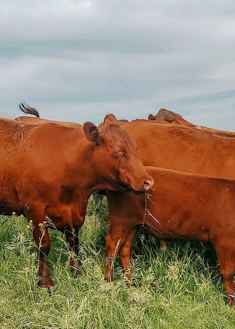 Red Angus Nebraska