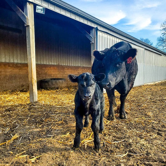 So many calves, such little time!