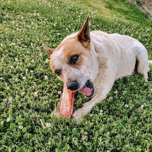 Dog Beef Bones D&D Beef